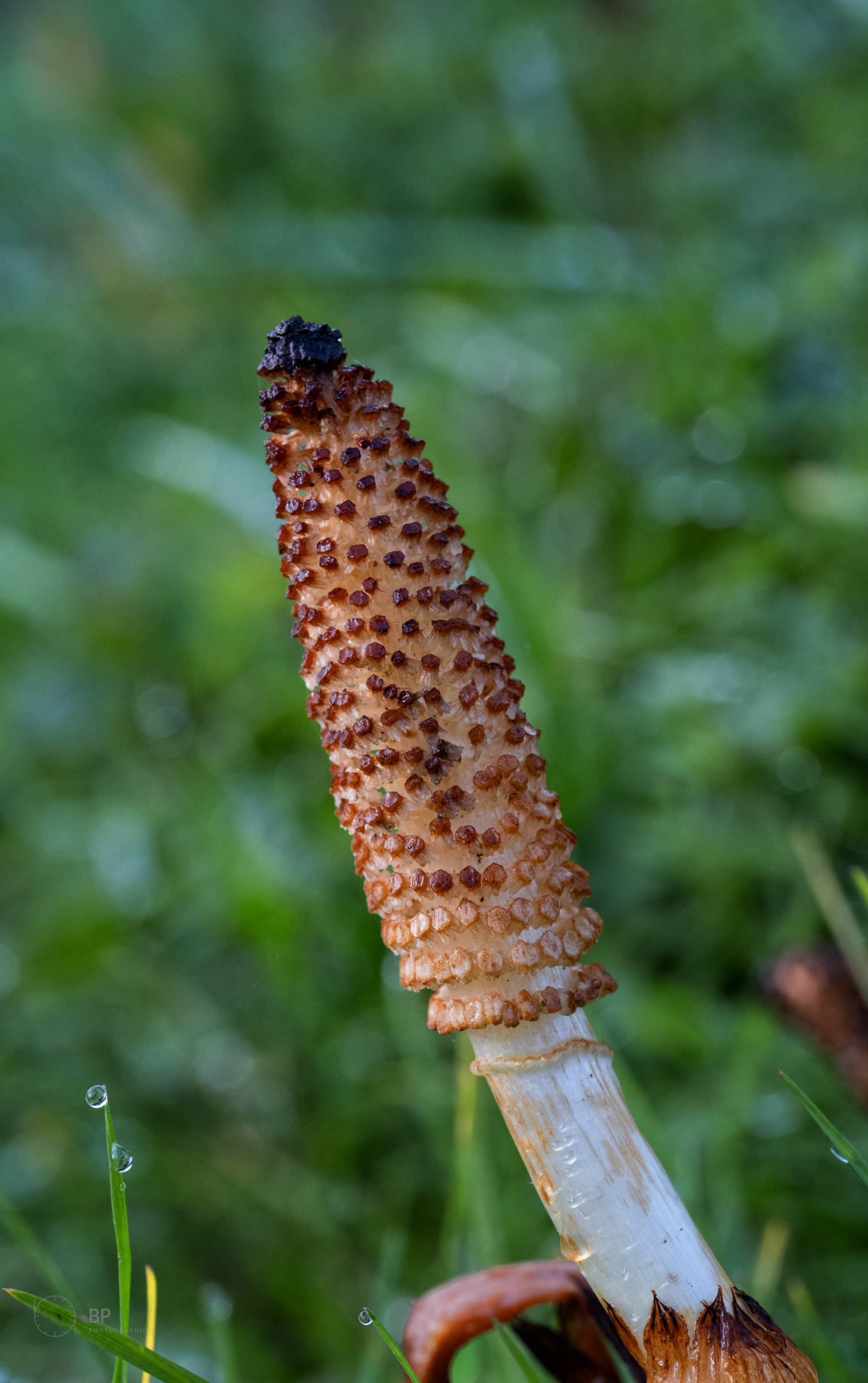 Common horsetail